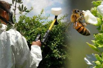 Информация о проведении химических обработок пестицидами и агрохимикатами