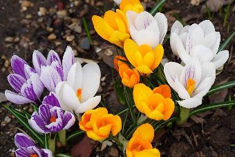 Берегите первоцветы!