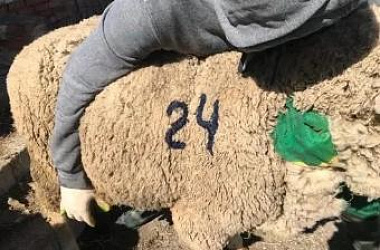 О смываемой краске для таврения и мечения овец и коз